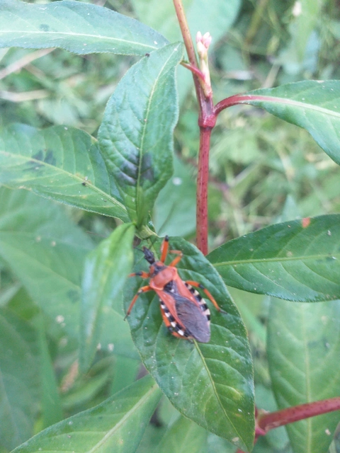 Rhynocoris iracundus - közönséges gyilkospoloska