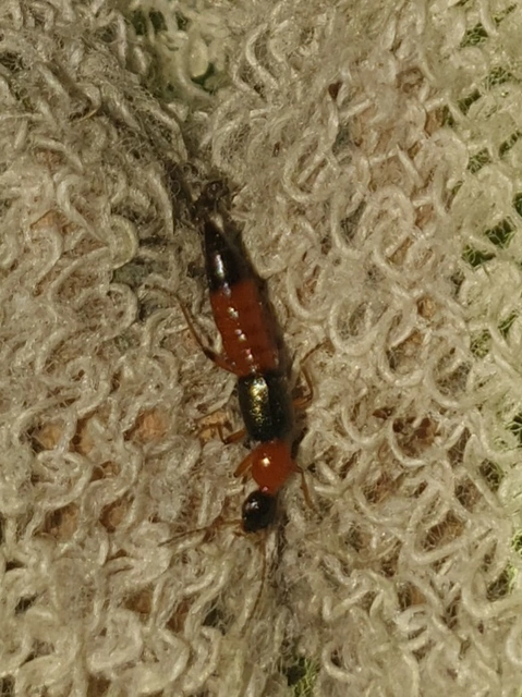 Paederus