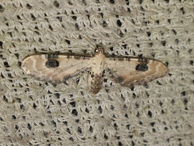 Eupithecia centaureata - búzavirág-törpearaszoló