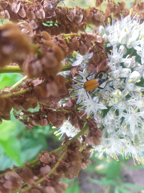 Stictoleptura fulva - vörhenyes virágcincér
