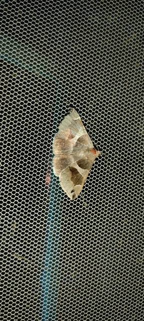 Dysgonia algira - déli porcelánbagoly