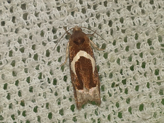 Epiblema foenella - kampósfoltú tükrösmoly