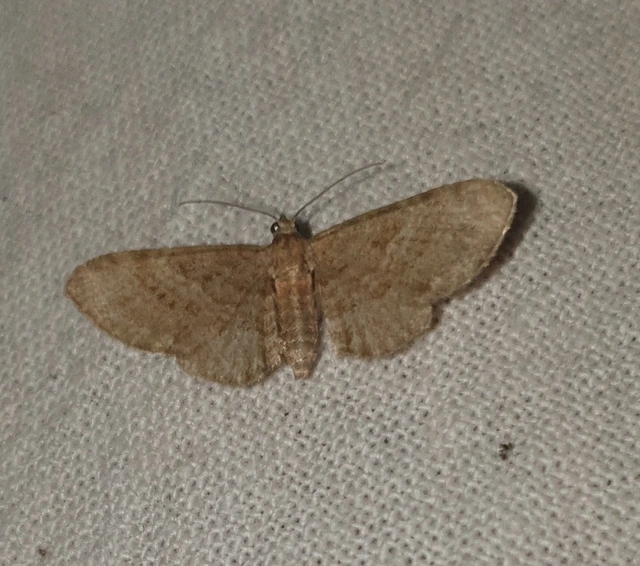 Eupithecia haworthiata - rozsdástestű törpearaszoló
