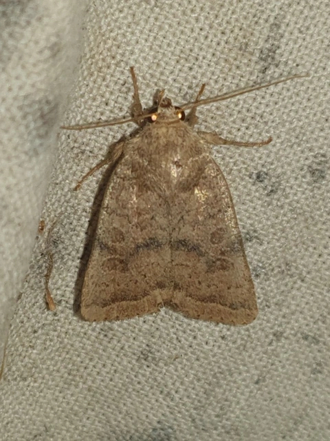 Hoplodrina octogenaria - barna selymesbagoly