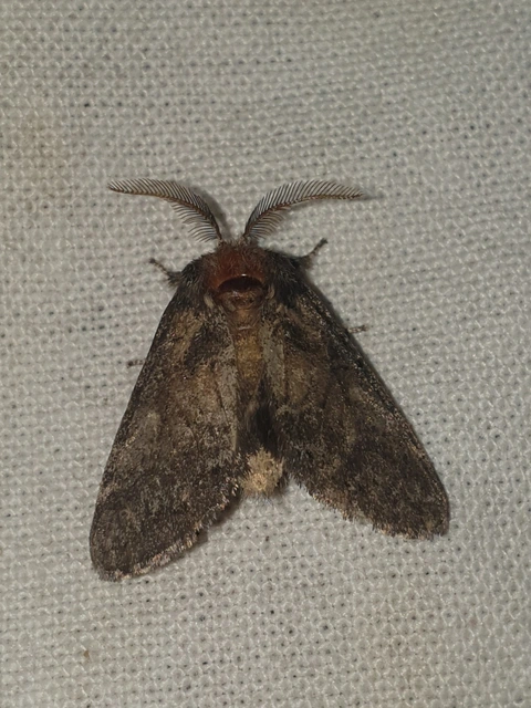 Gluphisia crenata - kormos púposszövő