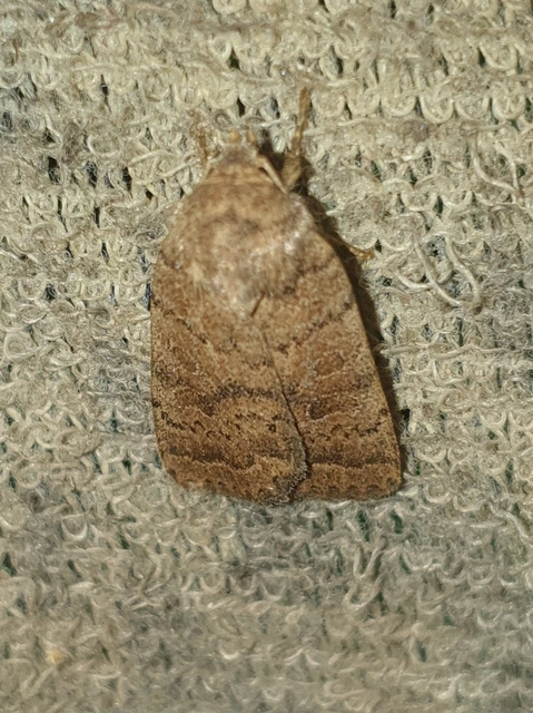Hoplodrina octogenaria - barna selymesbagoly