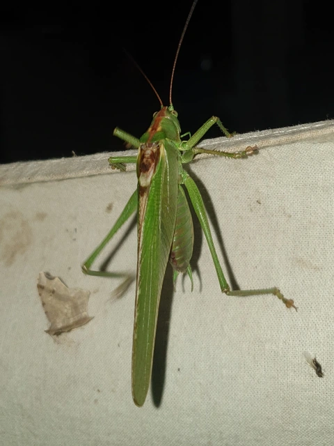 Tettigonia viridissima - zöld lombszöcske