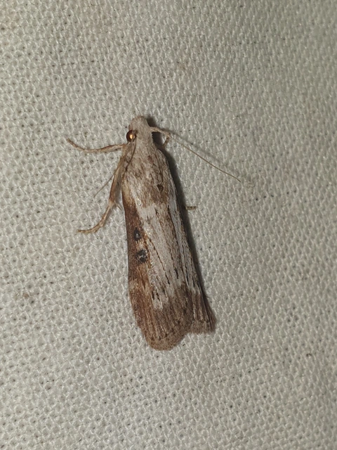 Lamoria