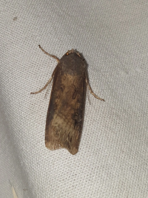 Agrotis ipsilon - nagy földibagoly