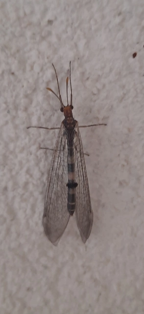 Megistopus flavicornis - kétfoltos hangyaleső