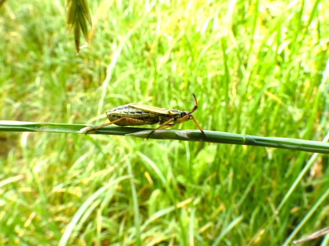 Leptopterna dolabrata - közönséges mezeipoloska