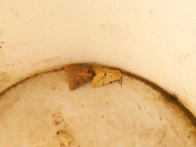 Spilarctia lutea - sárgás medvelepke