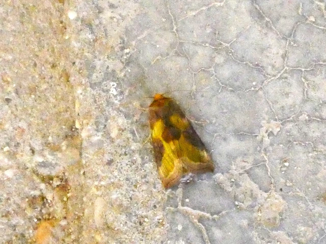 Diachrysia stenochrysis - rejtőző aranybagoly