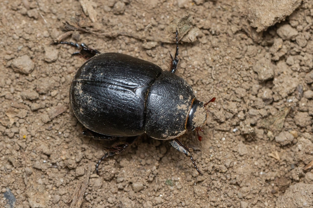 Pentodon idiota - butabogár