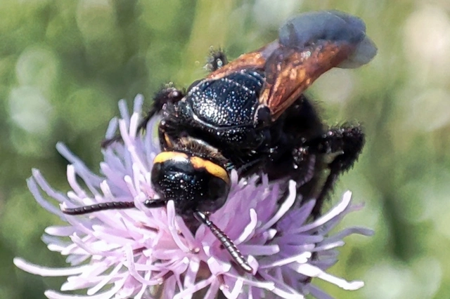 Scolia fusciformis - mediterrán tőrösdarázs