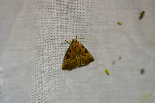 Eucarta virgo - mocsári ametisztbagoly