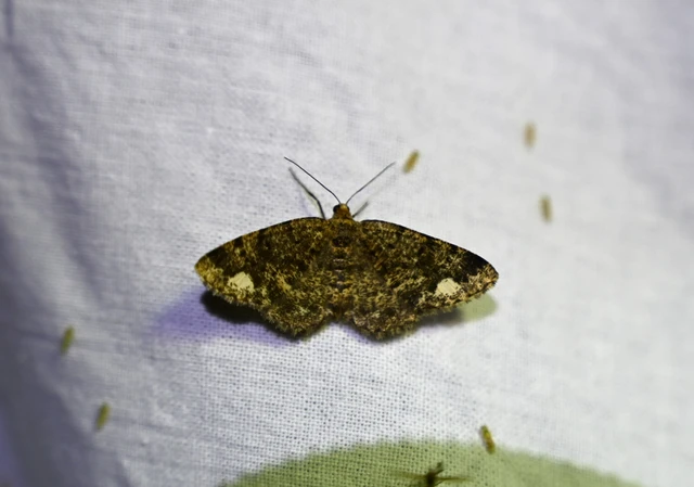 Parectropis similaria - barna zuzmóaraszoló