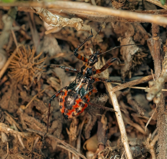 Rhynocoris