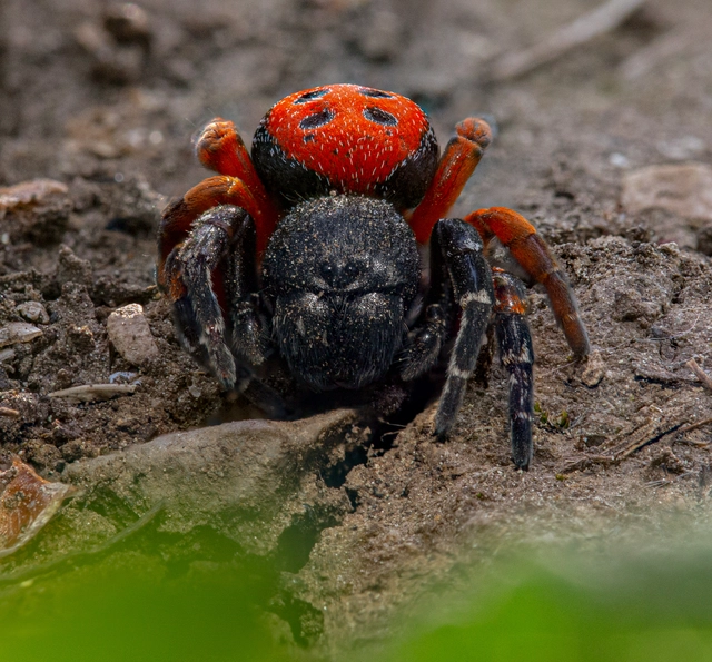Eresus moravicus - sárgafejű bikapók Eresus moravicus - sárgafejű bikapók