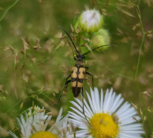 Pachytodes erraticus - rajzos virágcincér