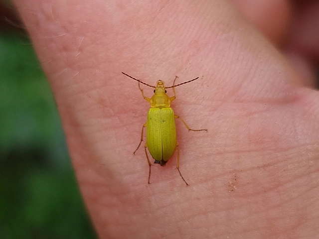 Cteniopus sulphureus - közönséges kénbogár