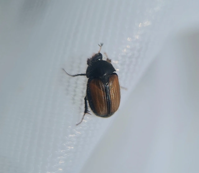 Omaloplia nigromarginata - szegélyes kiscserebogár