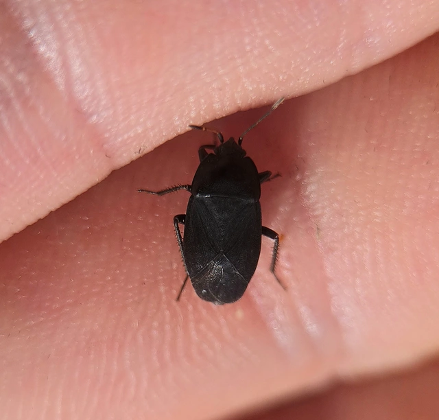 Aellopus atratus - cigánybodobács