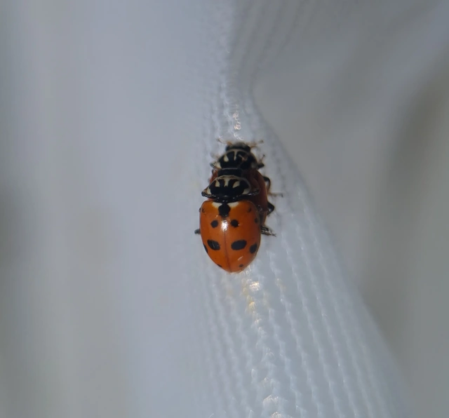 Hippodamia variegata - tizenhárompettyes katica