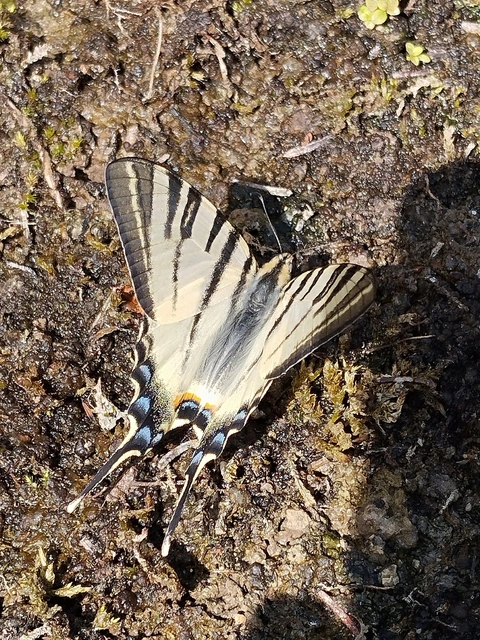 Iphiclides podalirius - kardoslepke