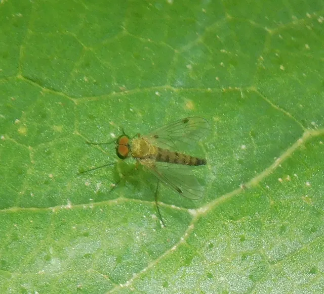 Chrysopilus