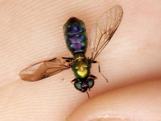 Chloromyia speciosa