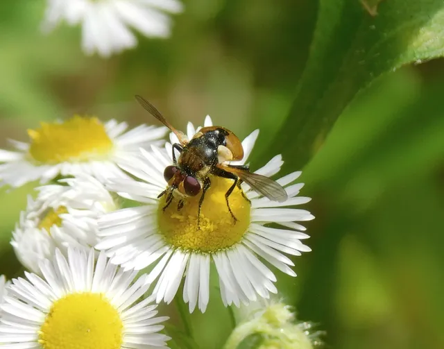 Gymnosomatini