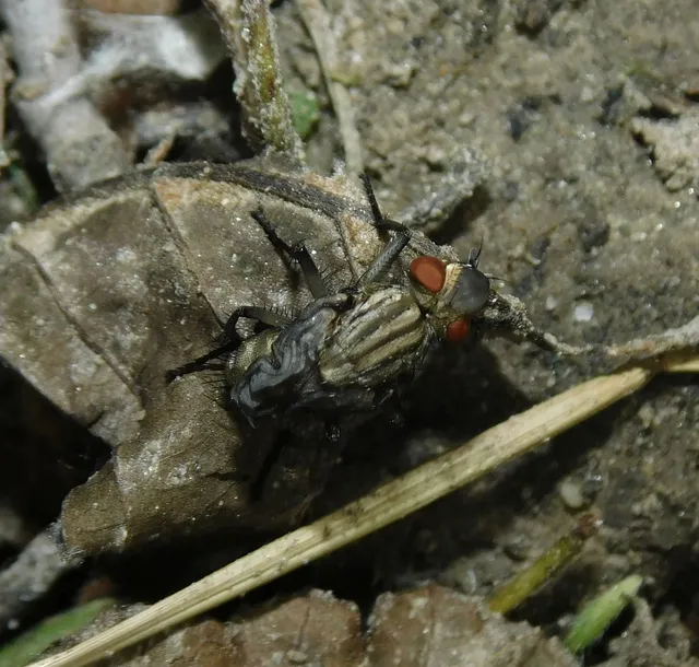 Sarcophagidae - húslégyfélék