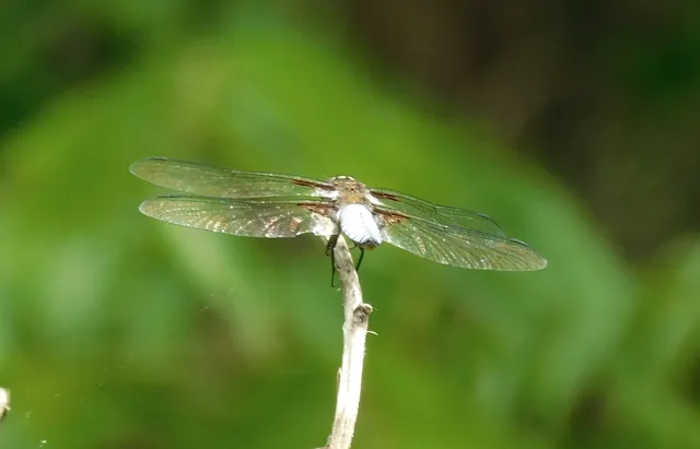 Libellula depressa - széles laposacsa