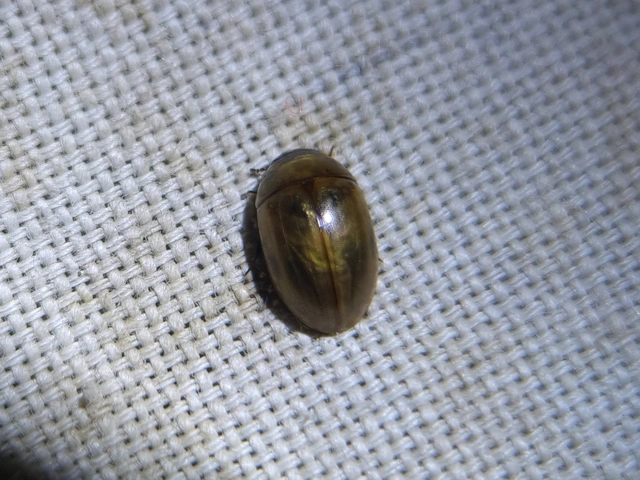 Enochrus melanocephalus - feketefejű fakócsibor
