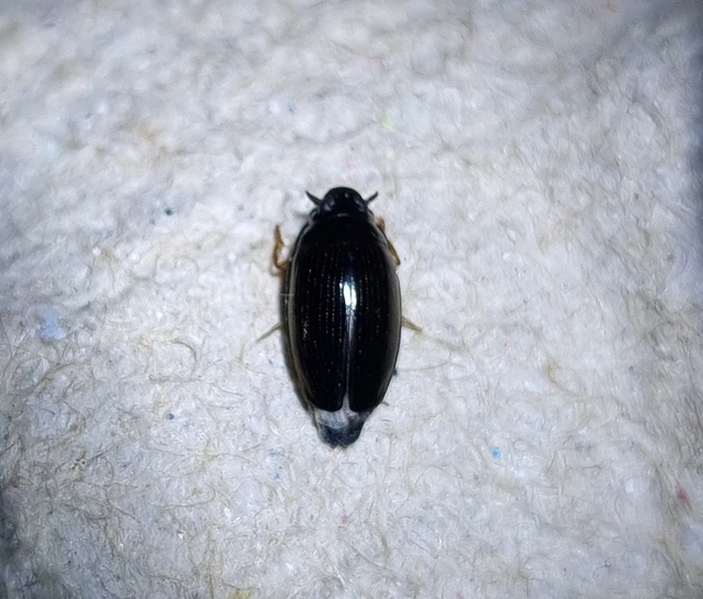 Gyrinus colymbus
