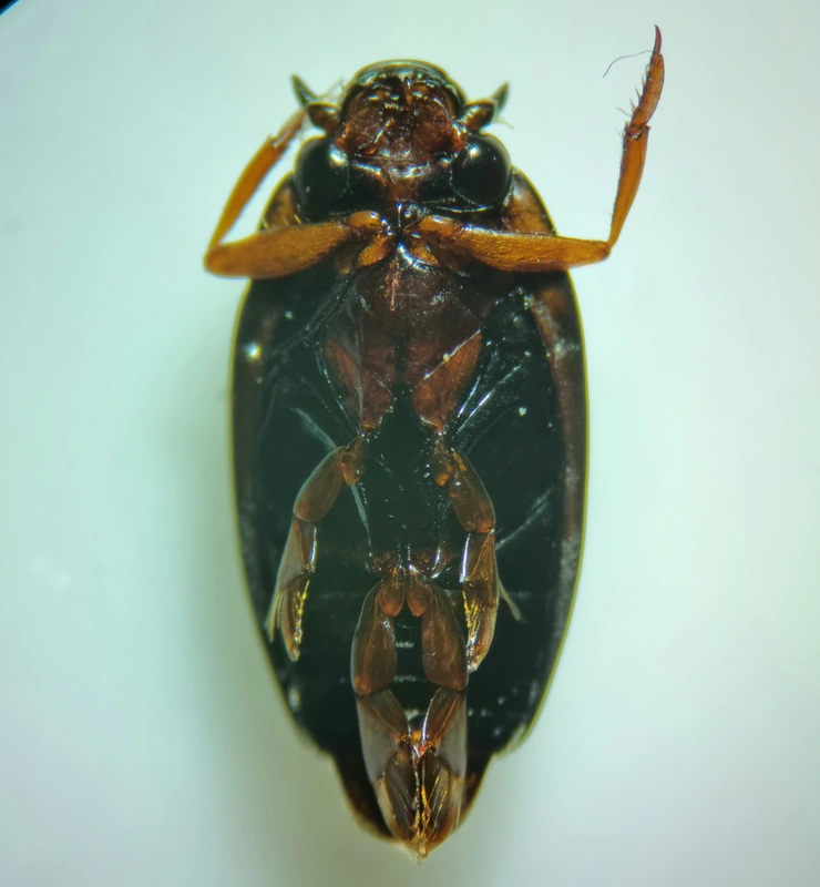 Gyrinus colymbus