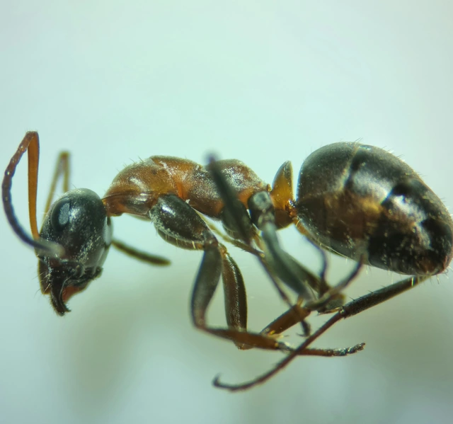 Formica cunicularia - gyakori rabszolgahangya
