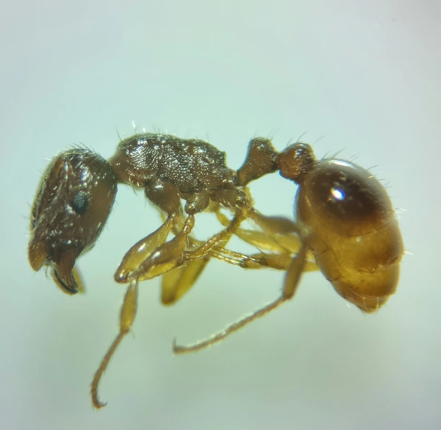Tetramorium ferox - orosz gyepihangya