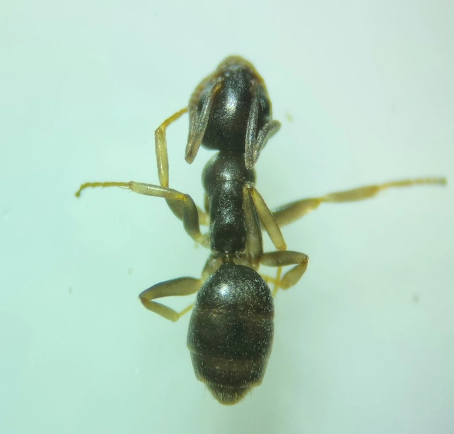 Tapinoma subboreale - ligeti kóborhangya