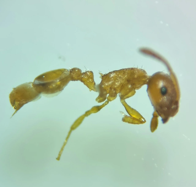 Temnothorax unifasciatus - gyűrűs kéreghangya