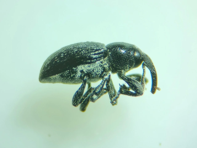 Smicronyx coecus - egykarmú arankaormányos