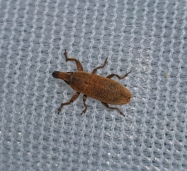 Lixus angustus - rövid dudvabarkó
