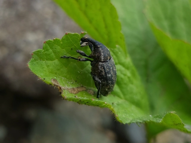 Lepyrus capucinus - pettyes fűzormányos