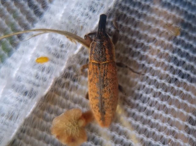 Lixus brevipes - vaskosorrú dudvabarkó