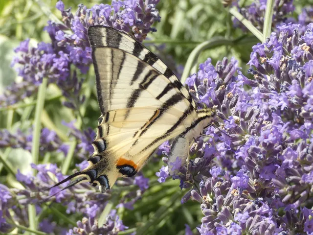 Iphiclides podalirius - kardoslepke