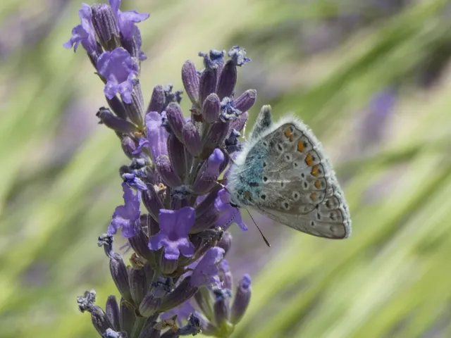Polyommatus icarus - közönséges boglárka