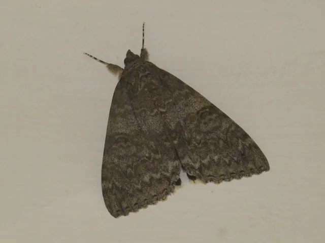 Catocala nupta - piros övesbagoly
