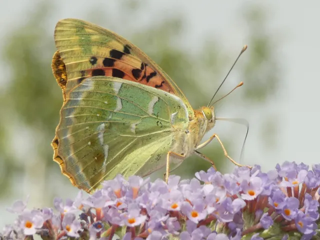 Argynnis pandora - zöldes gyöngyházlepke