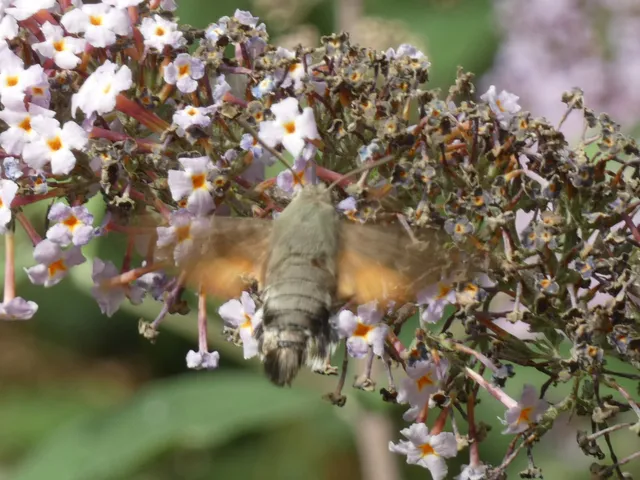 Macroglossum stellatarum - kacsafarkú szender